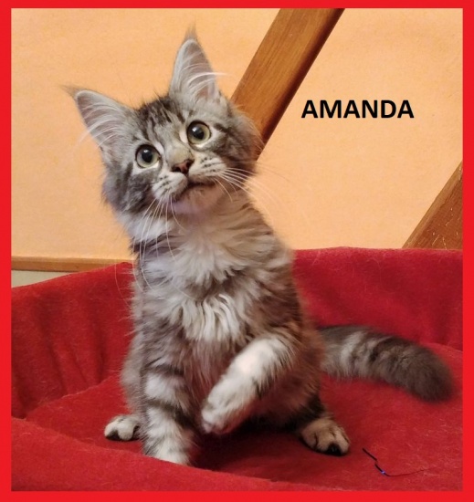 Czarna klasycznie pręgowana koteczka maine coon