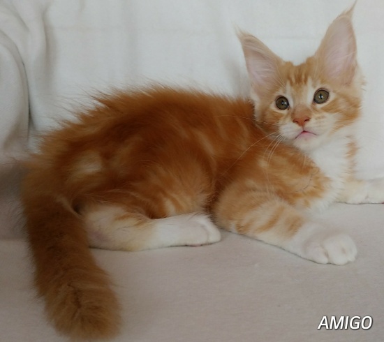 Milutkie wykastrowane kocięta maine coon