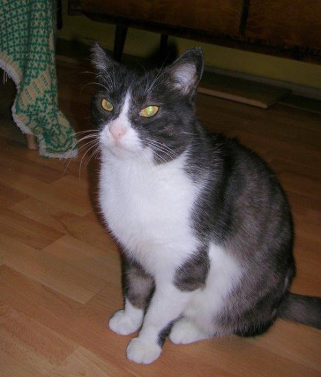 Dymna szuka domu