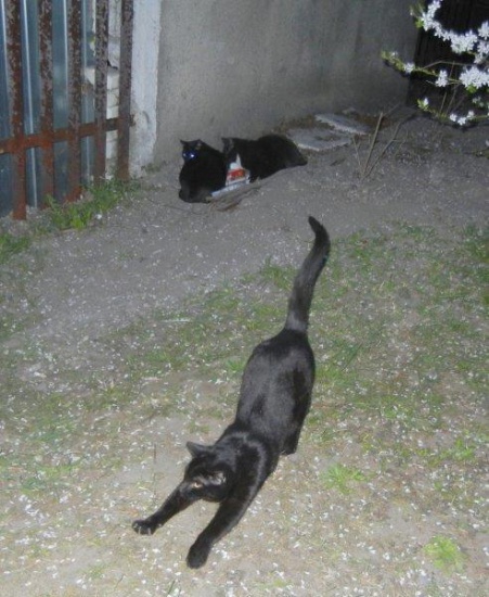 Oskar, Luna i Klara