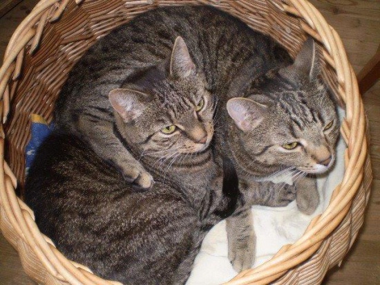 Romcio i Tomcio